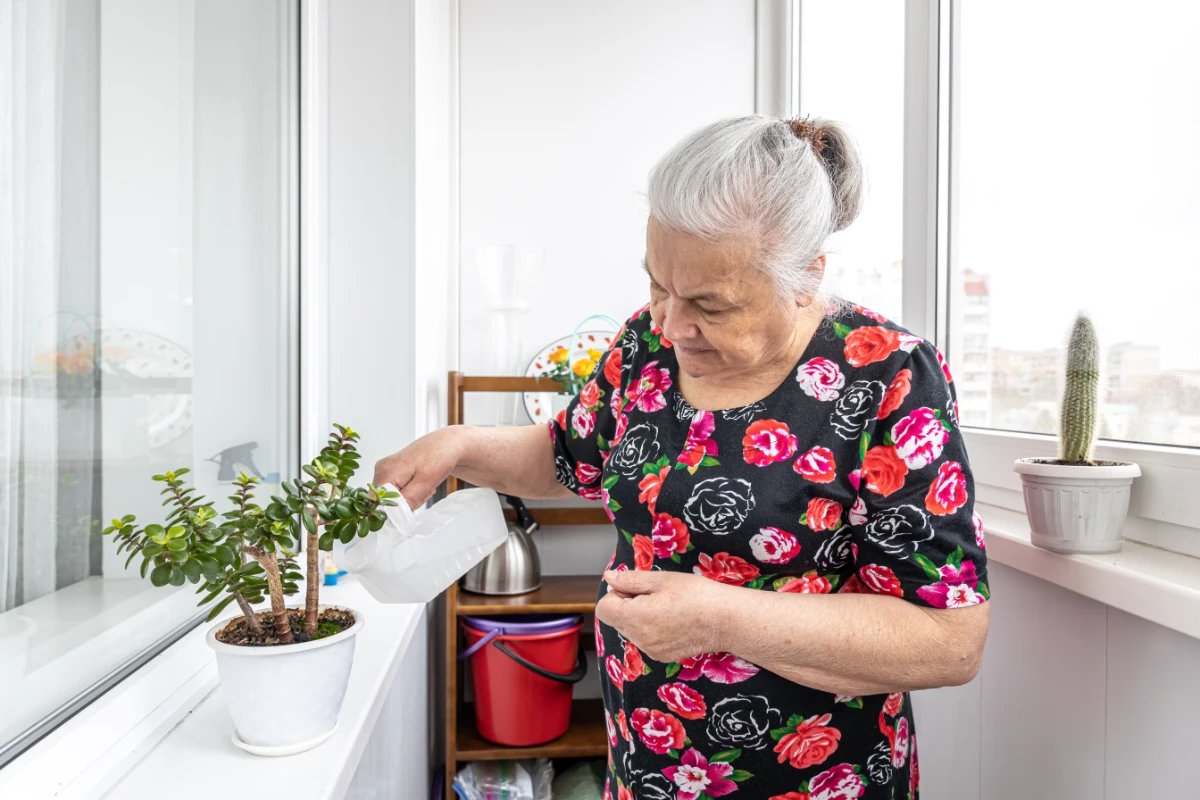 nice-elderly-woman-looks-after-her-houseplants-cares-waters nice elderly woman looks after her houseplants cares waters